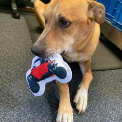 RZR Dog Chew Toy